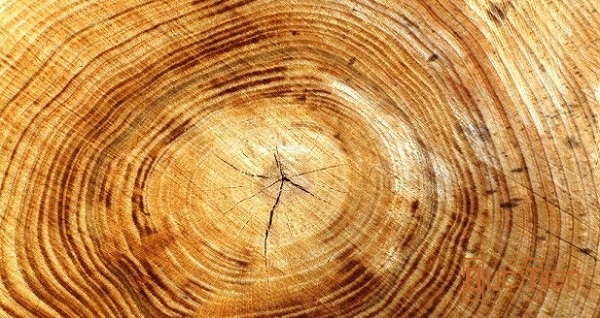 Vân gỗ cây cao su